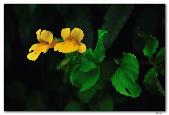 NZ0888.Bluff.Flower