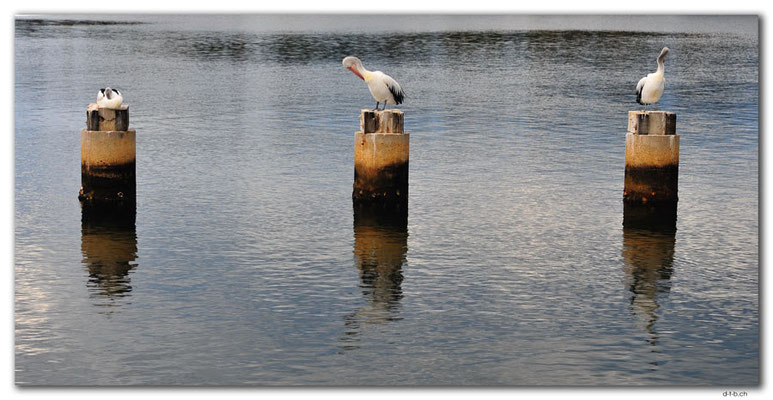 AU1466.Lakes Entrance.Pelicans