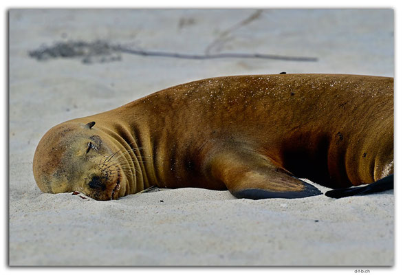 EQ0052.Española Island.Gardner Bay.Sea Lion