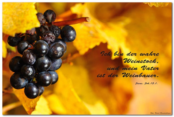 S0198.Chexbres Weinberge.CH. Johannes 15.1
