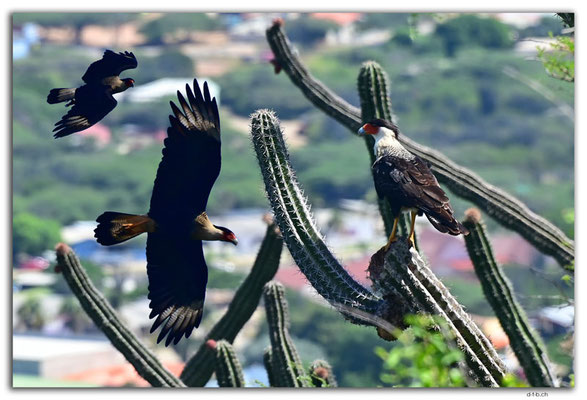 AW0054.Hooiberg.Crested Caracara