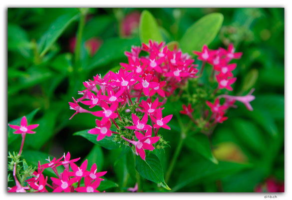 SIN0005.Sky Gardens at Capita Spring.Flowers