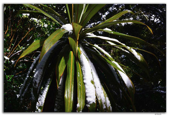 NZ0302.Tongariro N.P.Snow on the leaves