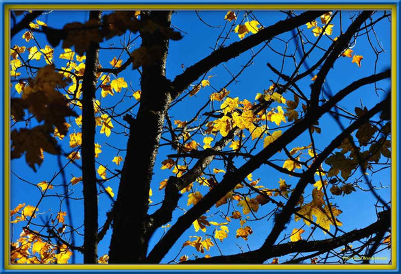 A0432.Herbstblätter.Klosters.CH