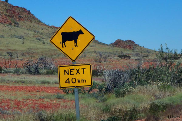 Australien.Achtung-Kuh