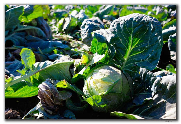RO0187.Kohl