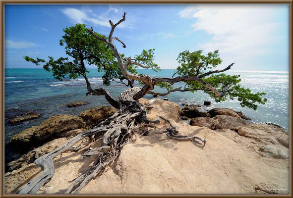 JM096.Baum.Treasure Beach