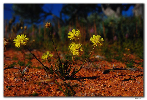 AU0409.Blume