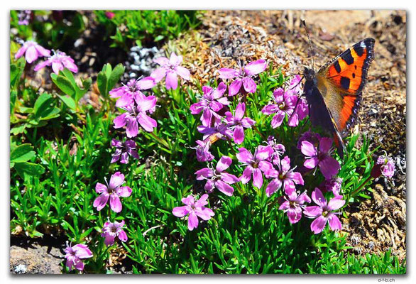 GW0374.Schmetterling auf Bergblumen