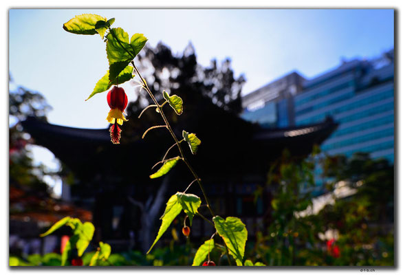 KR0061.Seoul.Jogyesa Temple