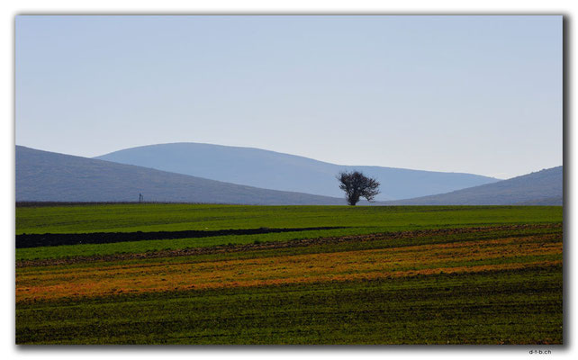 GR0273.Einsamer Baum