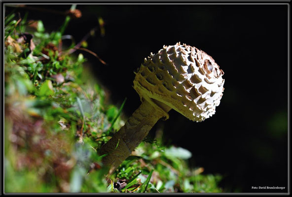 A0431.Pilz.Klosters.CH