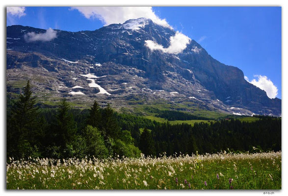 GW0325.Eiger mit Alpwiese