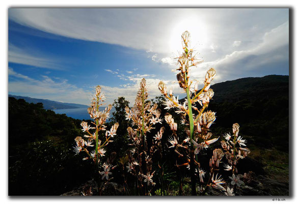 TR0212.Kayaköy.Blume