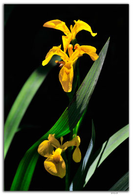 ES0157.Yellow Iris