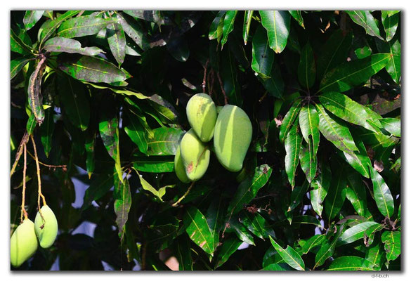 VN0382.Mekong Nebenarm.Mangos