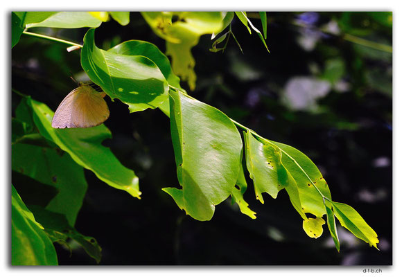 ID0005.Denpasar.Schmetterling