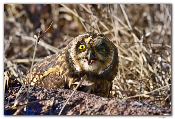 EQ0233.Genovesa Island.Shorteared Owl