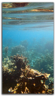 AU0377.Coral Bay.Korallen