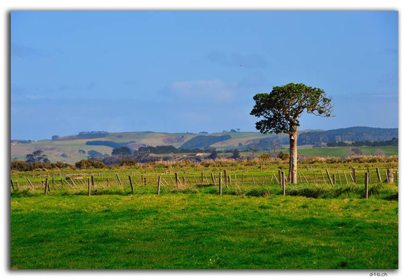 NZ0065.Felder vor Ruawai