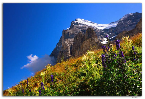 GW0417.Eisenhut vor Eiger