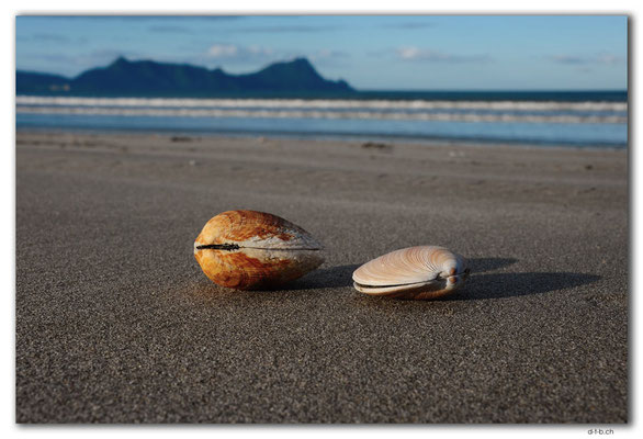 NZ0217.Uretiti Beach.Shells