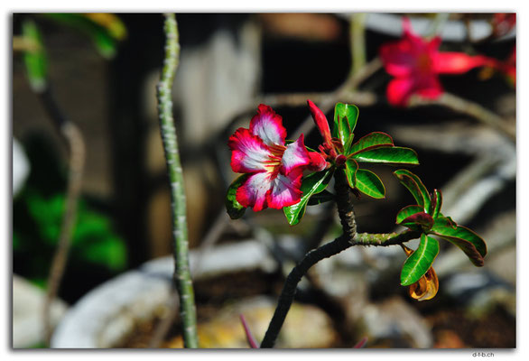 ID0001.Denpasar.Blume