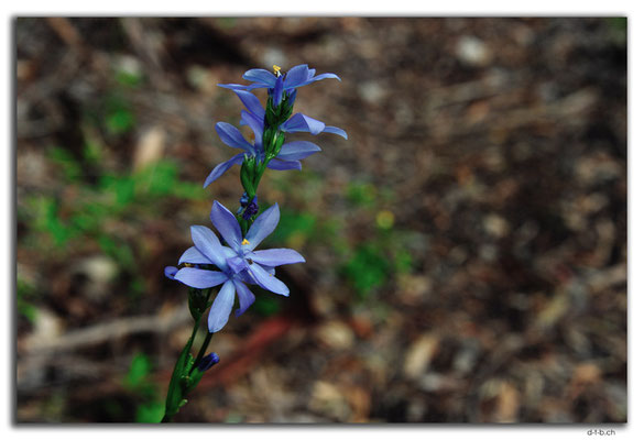 AU0764.Quinninup.Blume