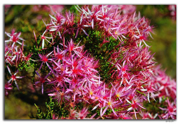 AU0074.Turkey Bush