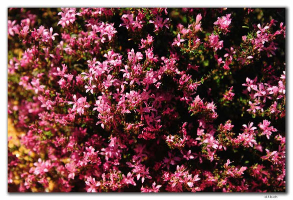 AU0895.Ten Mile Rock.Blumen