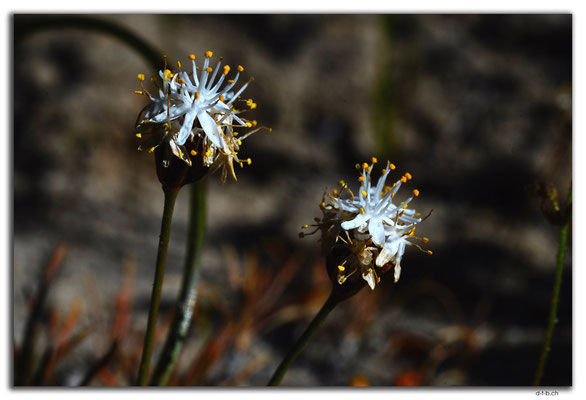 AU0537.Blume