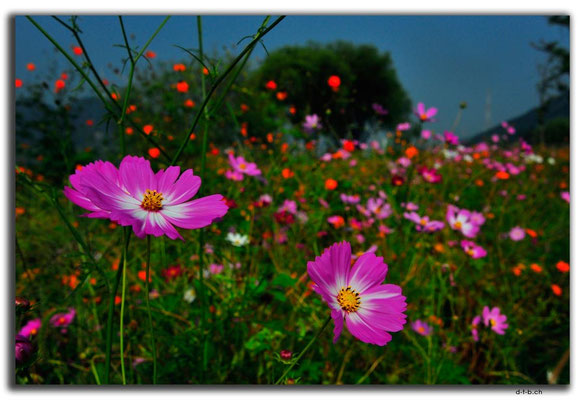 KR0144.Blumenwiese