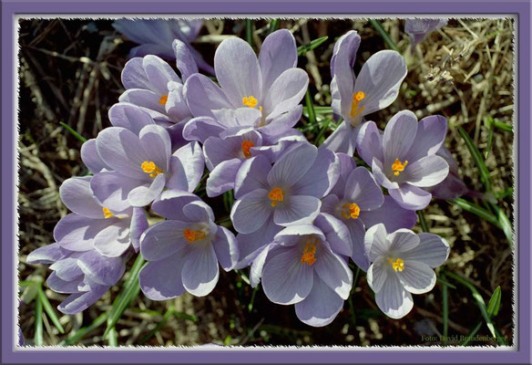 A0009 Krokus,Klosters,CH