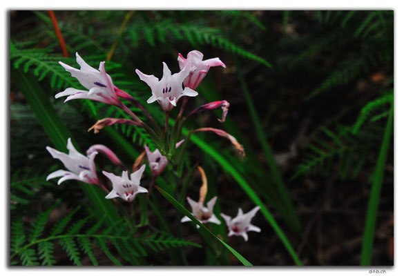 AU0766.Quinninup.Blume