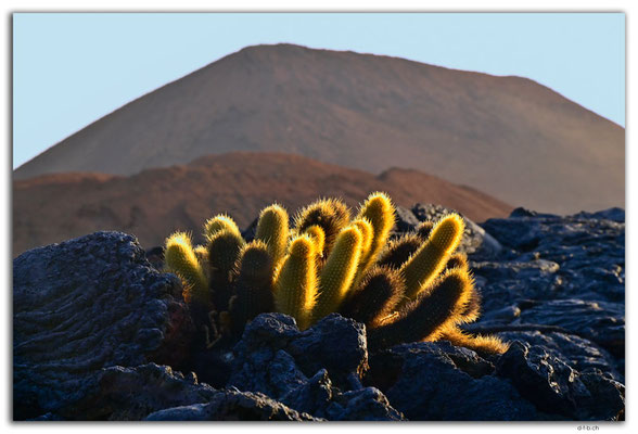 EQ0196.Santiago Island.Sullivan Bay.Lava Field.Cactus