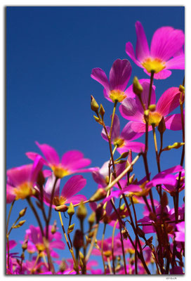 AU0366.Blume