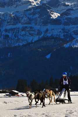 CH1390.SH-Rennen Lenk.Steiner Cheyenne