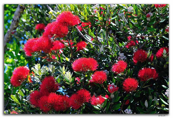 NZ0602.Milnthorpe Park.Pohutukawa