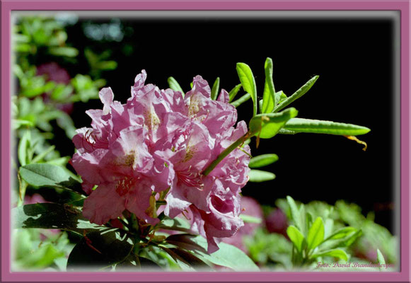 A0190.Rhododendron.Bremen.