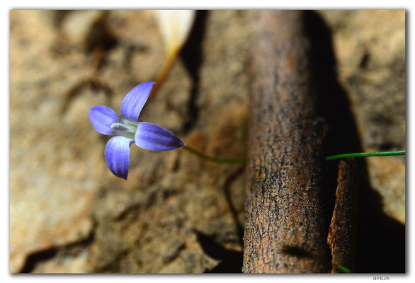 AU1067.Mt.Remarkable N.P.Blume
