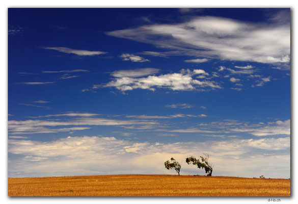 AU1004.Eyre Peninsula.Bäume im Wind