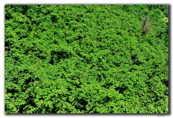 TR0952.Giresun.Haselnusshain