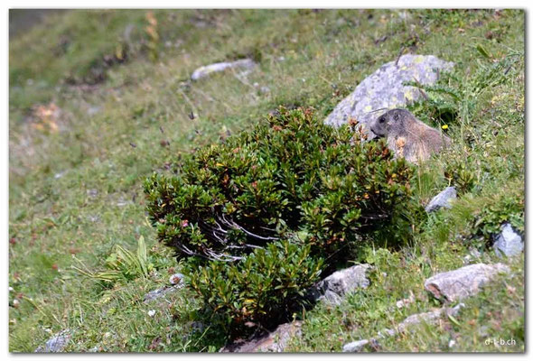 A0786.Murmeltier.Engadin.CH