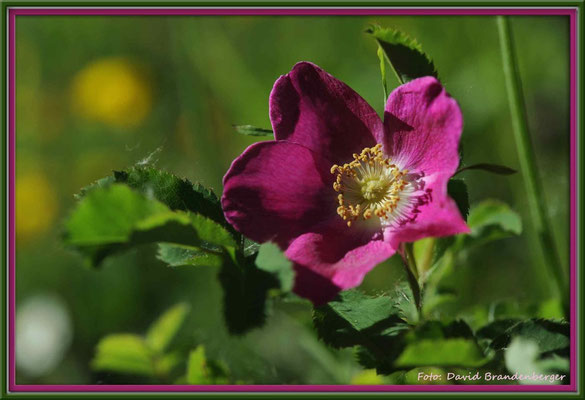 A0259.Alpen-Heckenrose.CH