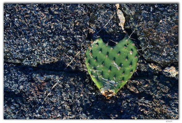 AW0051.Hooiberg.Cactus