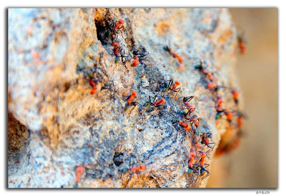 AU0076.Litchfield N.P. Magnetic Termite Mound.
