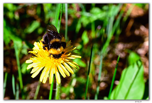 CA1051.Cypress Hills, Saskatchewan.Bumblebee