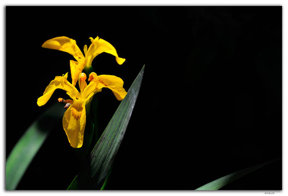 ES0156.Yellow Iris