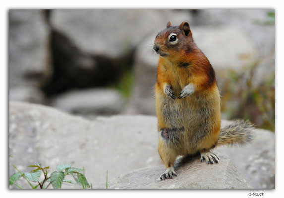 CA06320.Lake Louise. Chipmunk