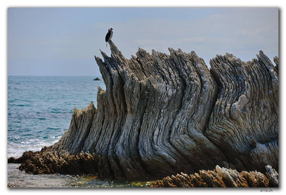 NZ0700.Kaikoura.Shag on the rocks